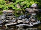 Turtles - Reptile Gardens. Rapid City, South Dakota 1000pc Puzzle