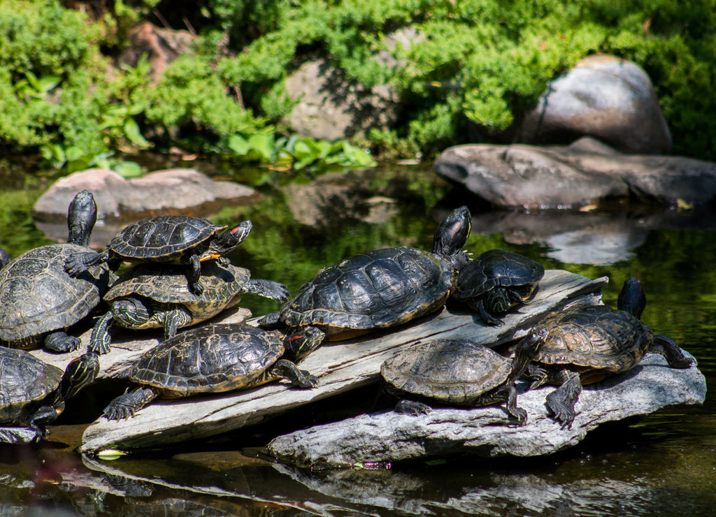 Turtles - Reptile Gardens. Rapid City, South Dakota 1000pc Puzzle