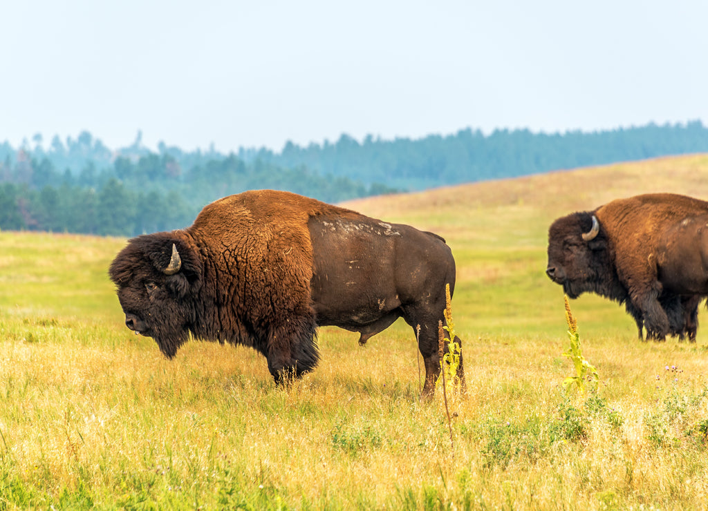 Two bison in Custer State Park, South Dakota 1000pc Puzzle