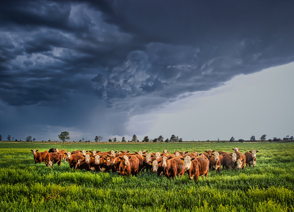 Ellis County, Kansas USA - Cows Bracing Together for the Thunderstorm Rolling in 1000pc Puzzle