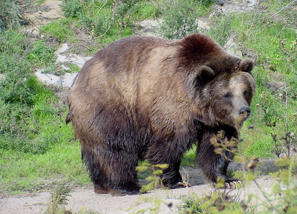grizzly bear @ sedgwick county zoo Kansas 1000pc Puzzle