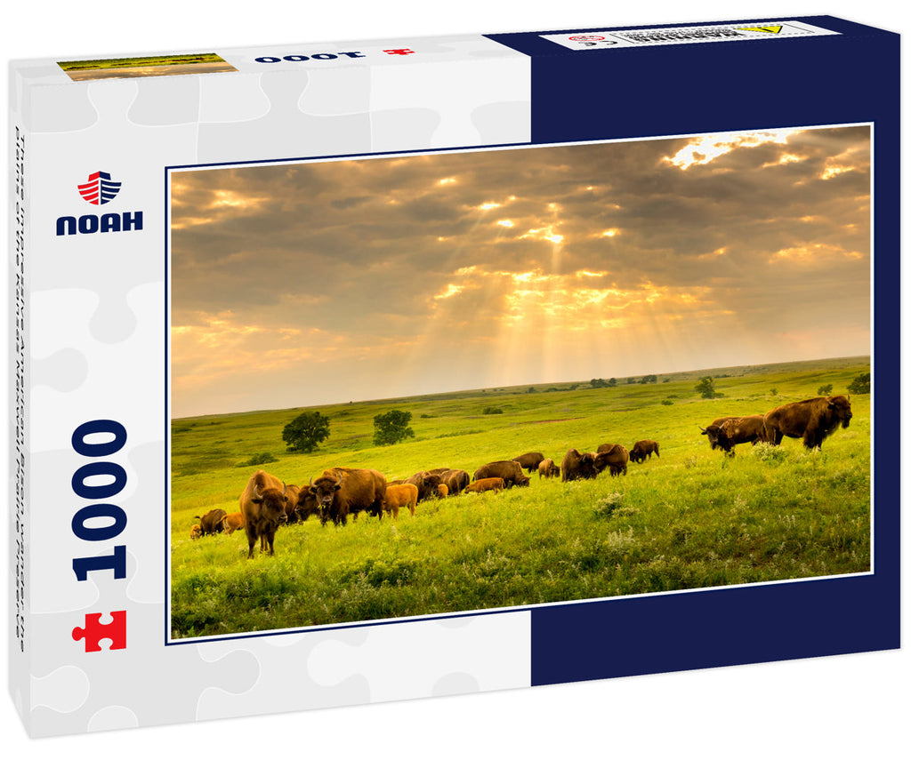 These impressive American Bison wander the plains of the Kansas Maxwell Prairie Preserve 1000pc Puzzle