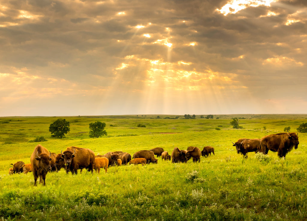 These impressive American Bison wander the plains of the Kansas Maxwell Prairie Preserve 1000pc Puzzle