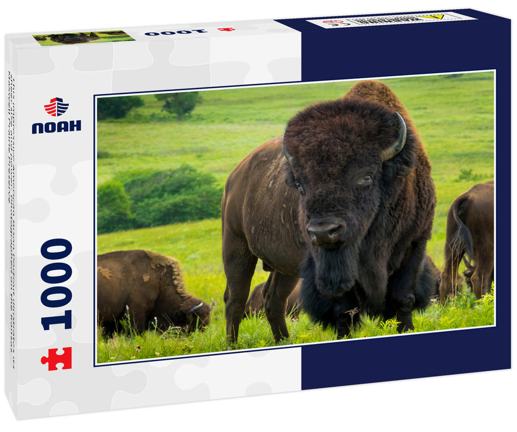 American Bison Kansas Maxwell Prairie Preserve 1000pc Puzzle