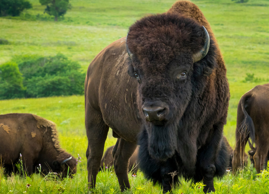 American Bison Kansas Maxwell Prairie Preserve 1000pc Puzzle
