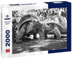 Aldabra Giant Tortoises – 2000 Piece Adult B&W Wildlife Puzzle