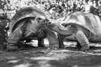 Aldabra Giant Tortoises – 2000 Piece Adult B&W Wildlife Puzzle