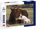 Animal Friendship – 2000 Piece Adult Wildlife Puzzle