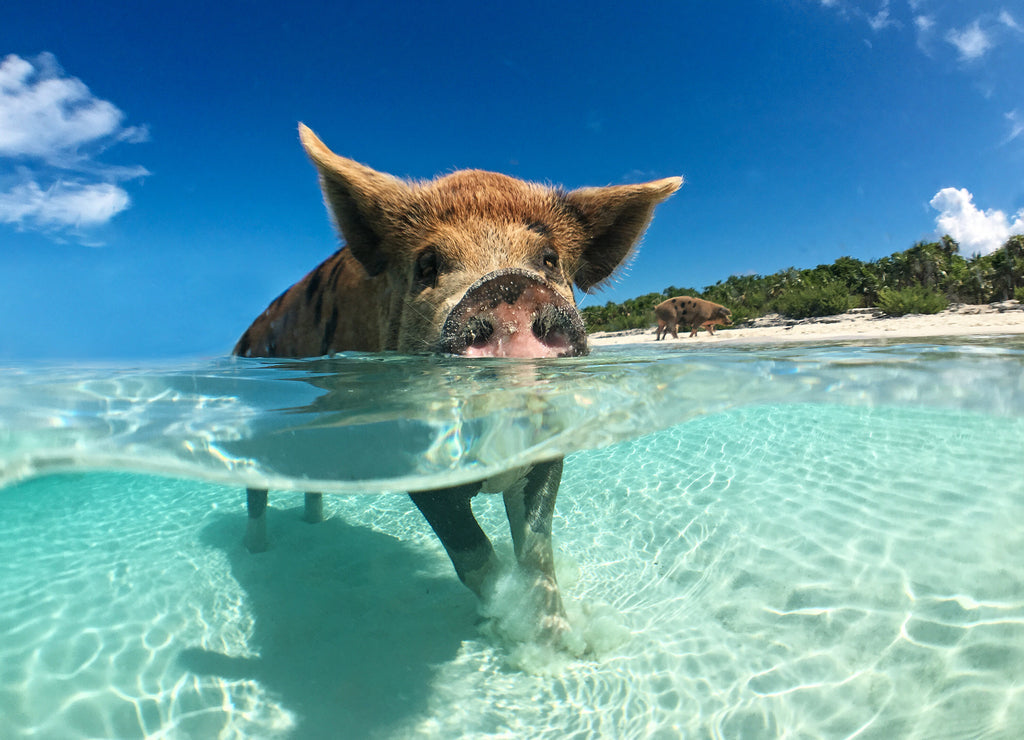 Wild, swiming pig on Big Majors Cay in The Bahamas 1000pc Puzzle