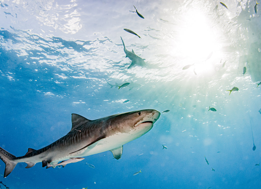 Tiger shark at Tigerbeach, Bahamas 1000pc Puzzle