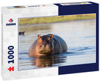 Common hippopotamus or hippo (Hippopotamus amphibius) showing aggression. Okavango Delta. Botswana 1000pc Puzzle