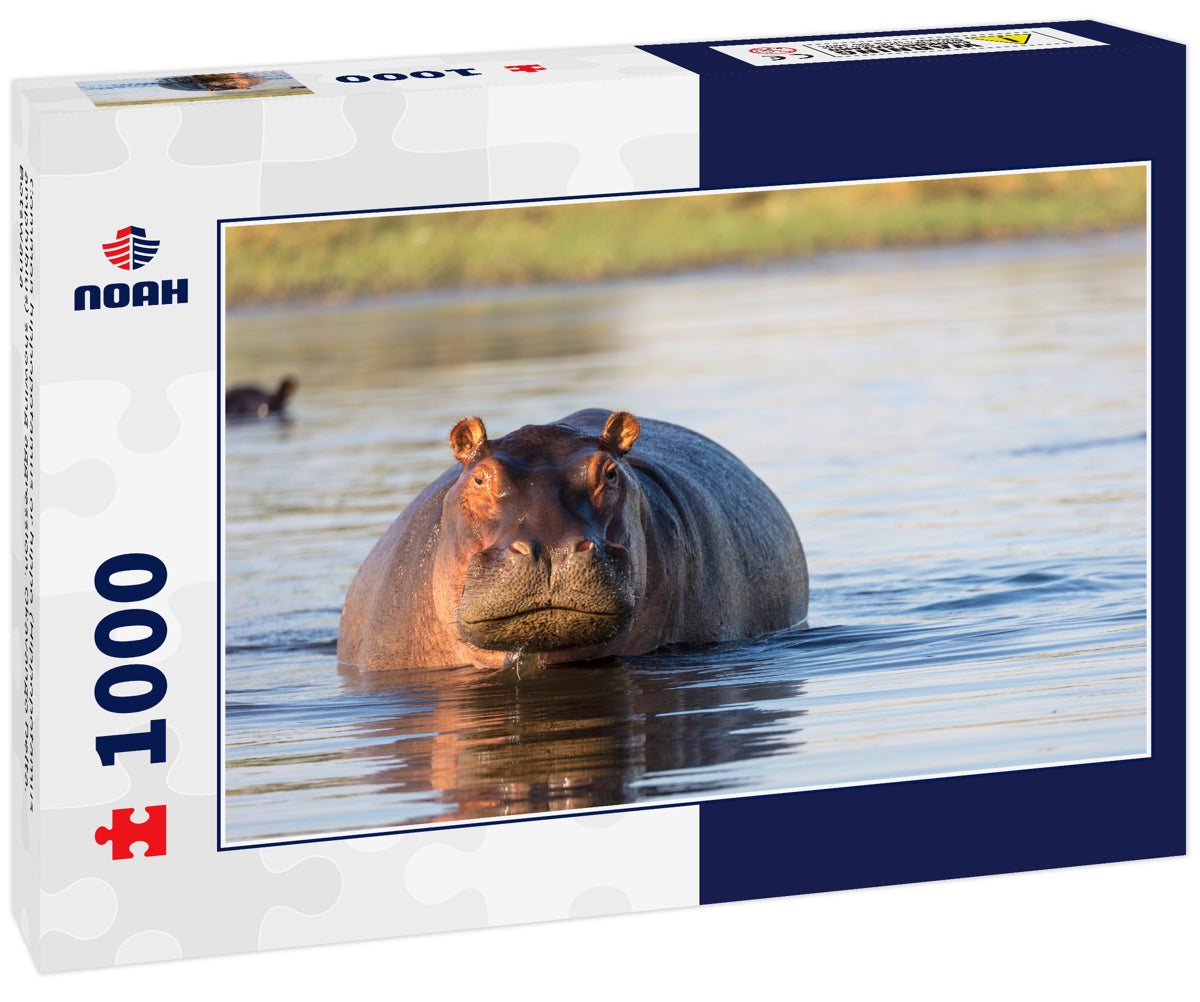 Common hippopotamus or hippo (Hippopotamus amphibius) showing aggression. Okavango Delta. Botswana 1000pc Puzzle