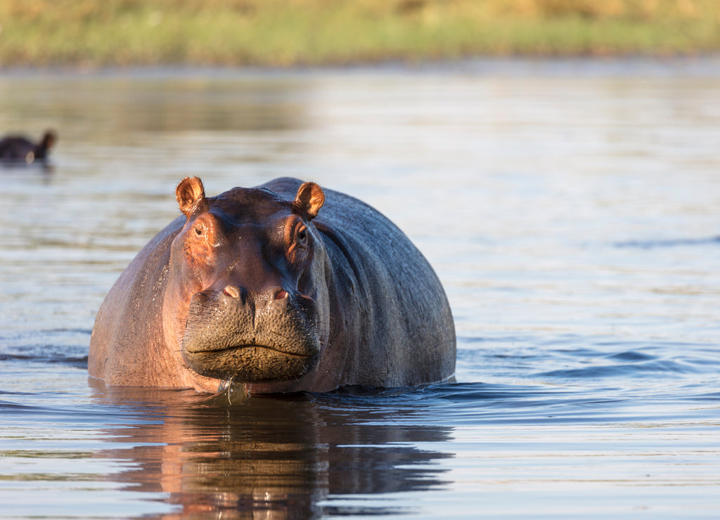 Common hippopotamus or hippo (Hippopotamus amphibius) showing aggression. Okavango Delta. Botswana 1000pc Puzzle