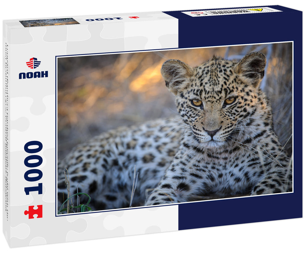 Leopard (Panthera pardus) juvenile (cub) with the most beautiful eyes. Central Kalahari. Botswana 1000pc Puzzle