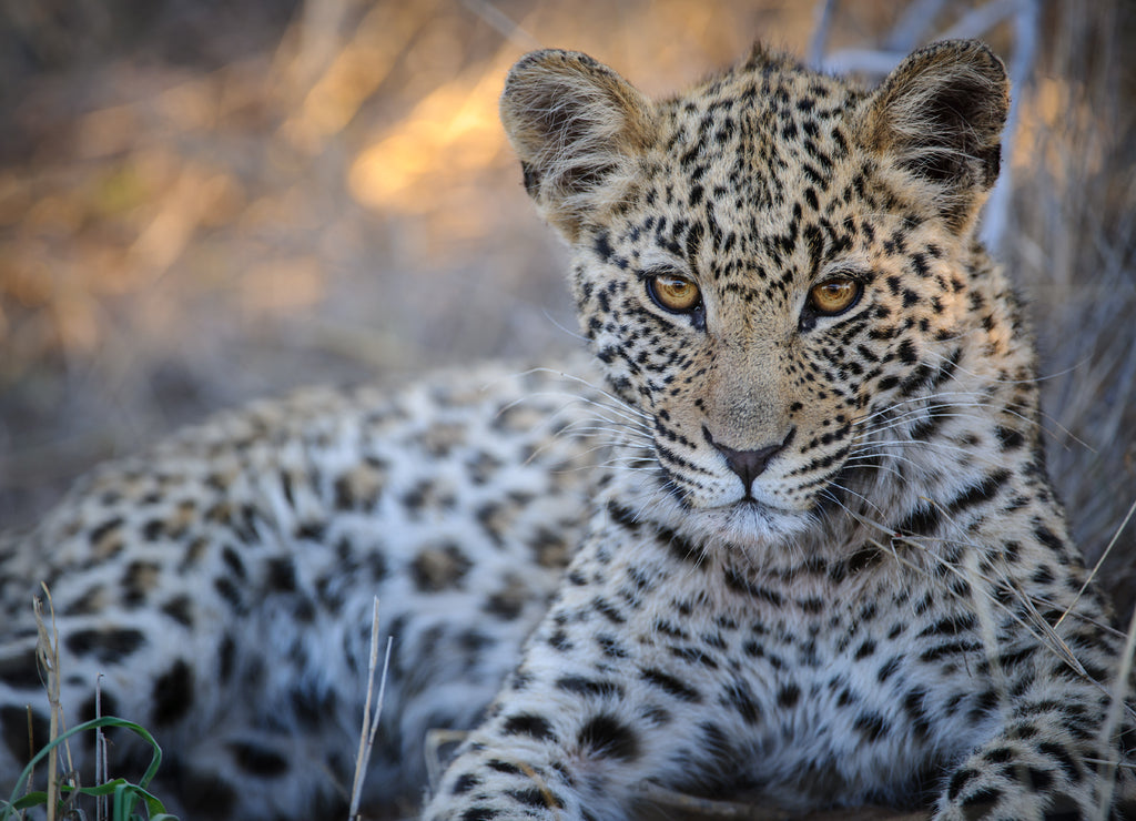 Leopard (Panthera pardus) juvenile (cub) with the most beautiful eyes. Central Kalahari. Botswana 1000pc Puzzle
