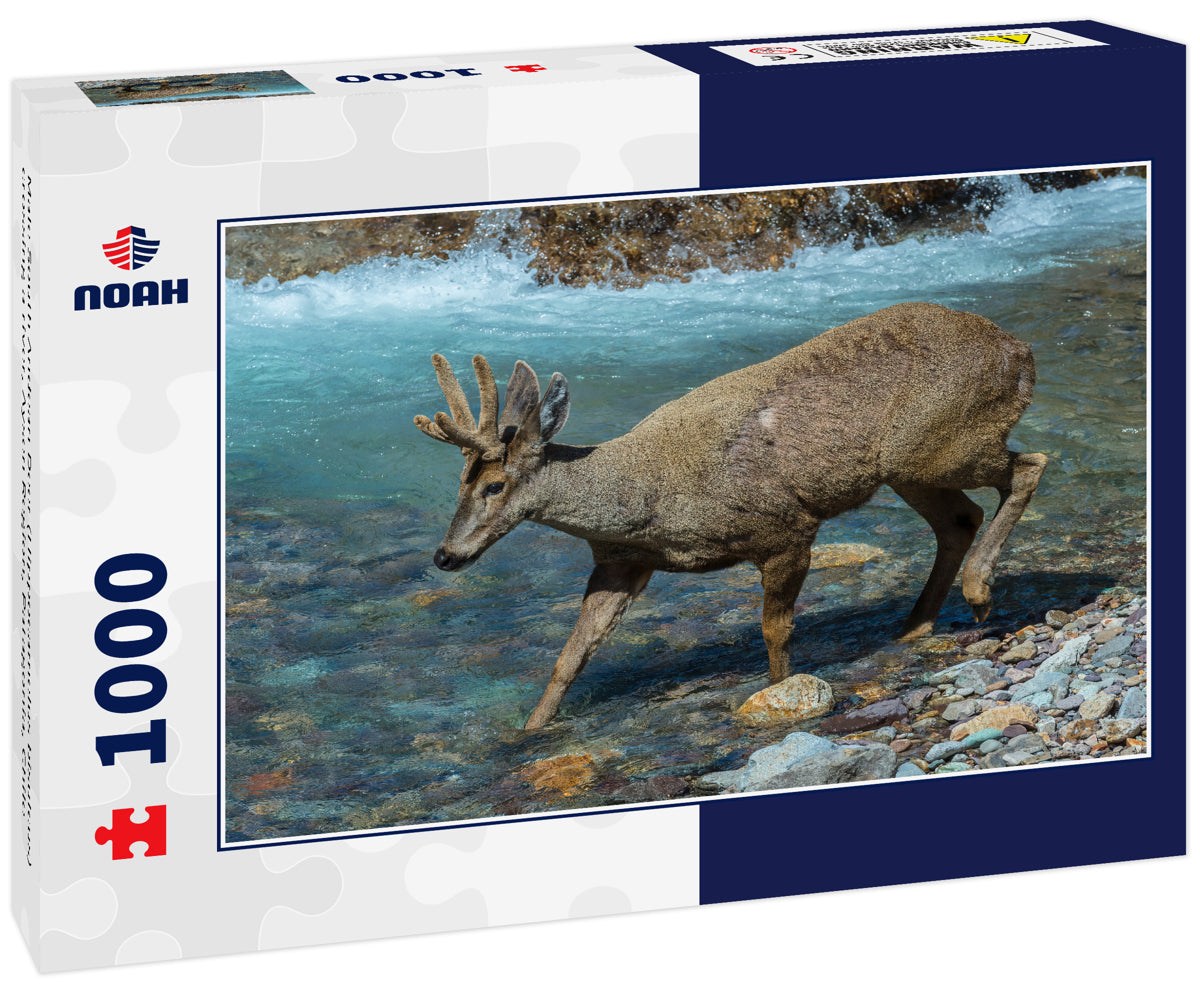Male South Andean Deer (Hippocamelus bisulcus) crossing a river, Aysen Region, Patagonia, Chile 1000pc Puzzle