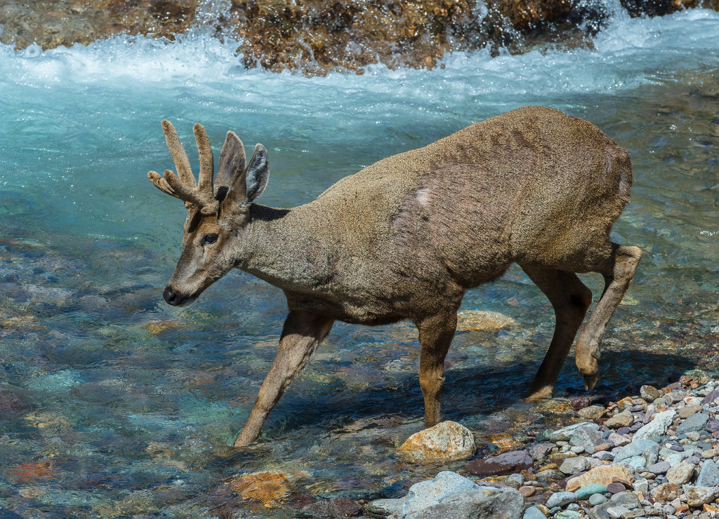 Male South Andean Deer (Hippocamelus bisulcus) crossing a river, Aysen Region, Patagonia, Chile 1000pc Puzzle