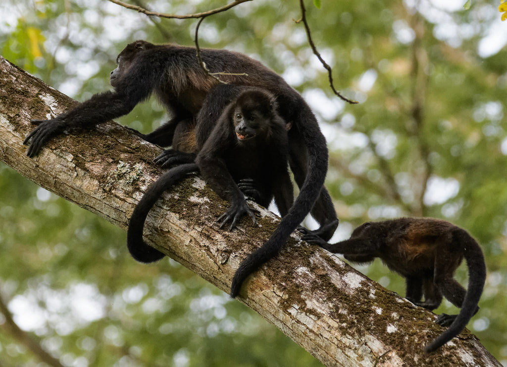 Wild Mantled Monkey – 1000 Piece Wildlife Puzzle