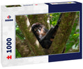 Monkey in Tree – 1000 Piece Wildlife Puzzle