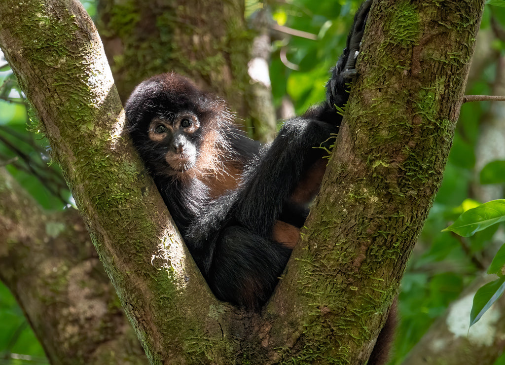 Monkey in Tree – 1000 Piece Wildlife Puzzle