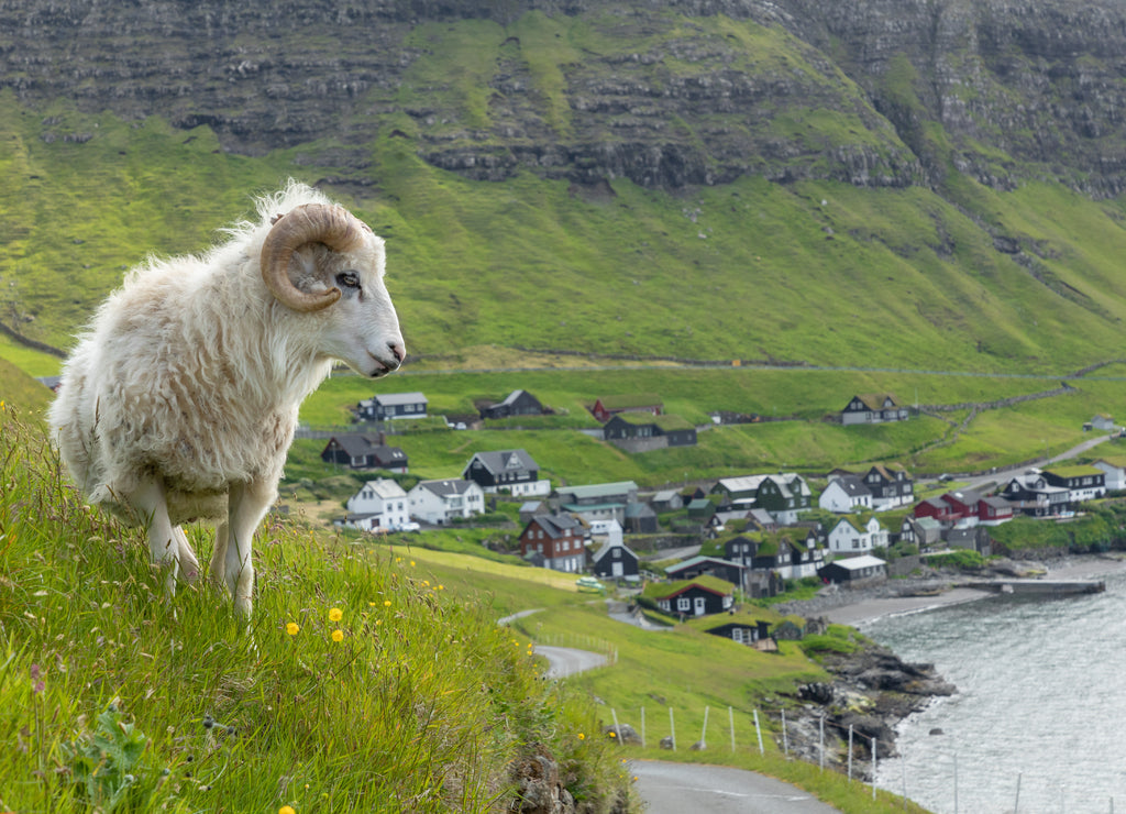 Wildlife of the Faroe Islands – 1000 Piece Nature Puzzle