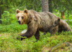 Brown bear in Finland 1000pc Puzzle