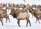 Elk at Oak Creek Wildlife Area – 1000 Piece Wildlife Puzzle