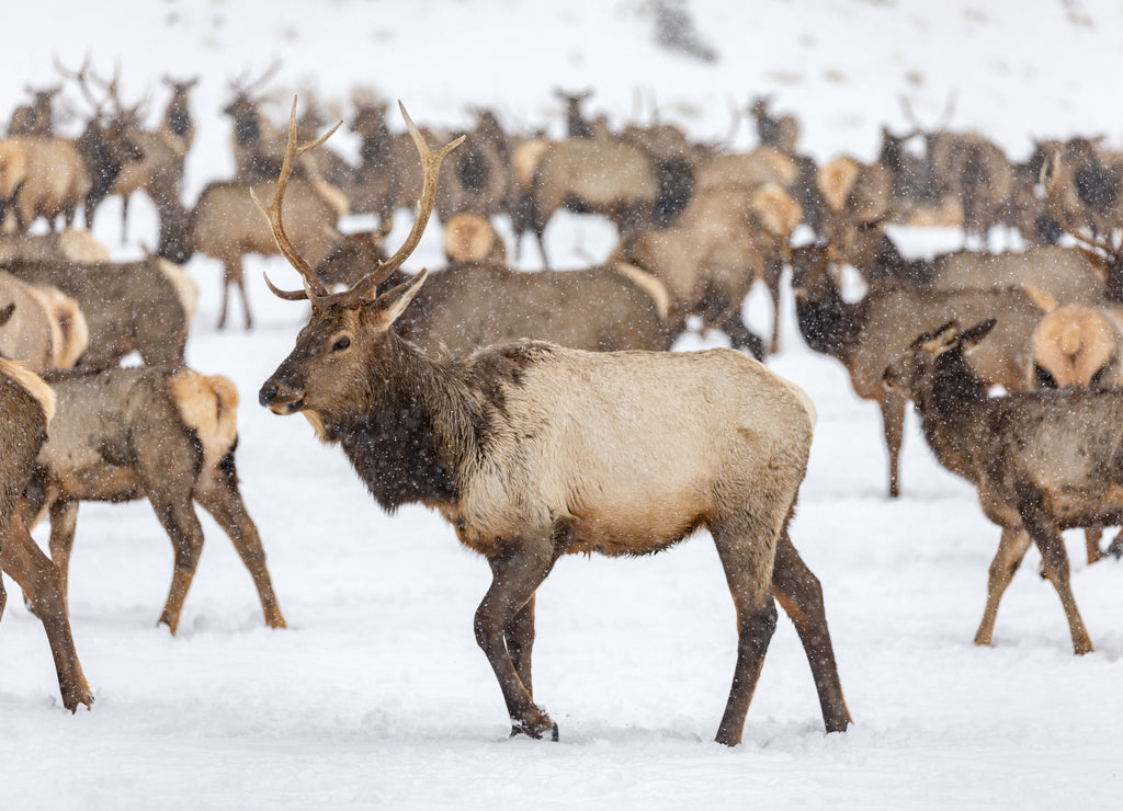 Elk at Oak Creek Wildlife Area – 1000 Piece Wildlife Puzzle