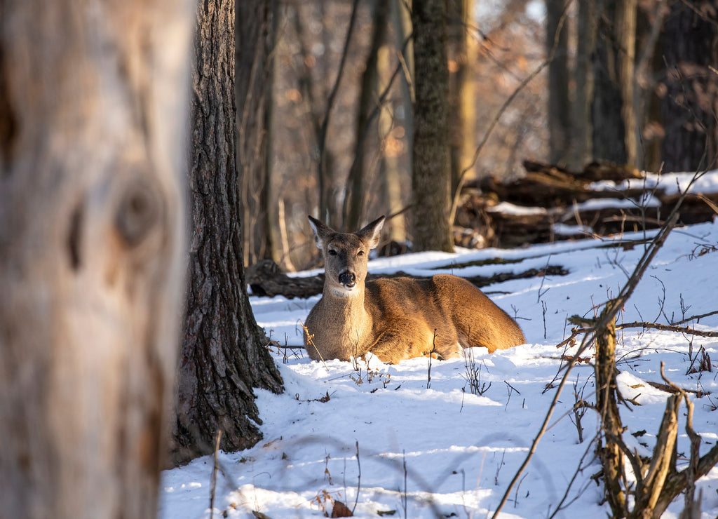 White-Tailed Deer in Winter – 1000 Piece Wildlife Puzzle