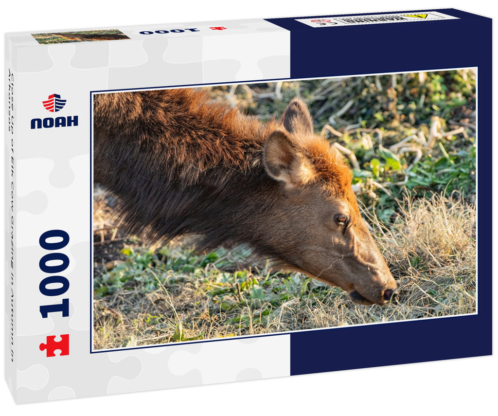 Close Up of Elk Cow Grazing in Autumn in Arkansas 1000pc Puzzle