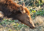 Close Up of Elk Cow Grazing in Autumn in Arkansas 1000pc Puzzle