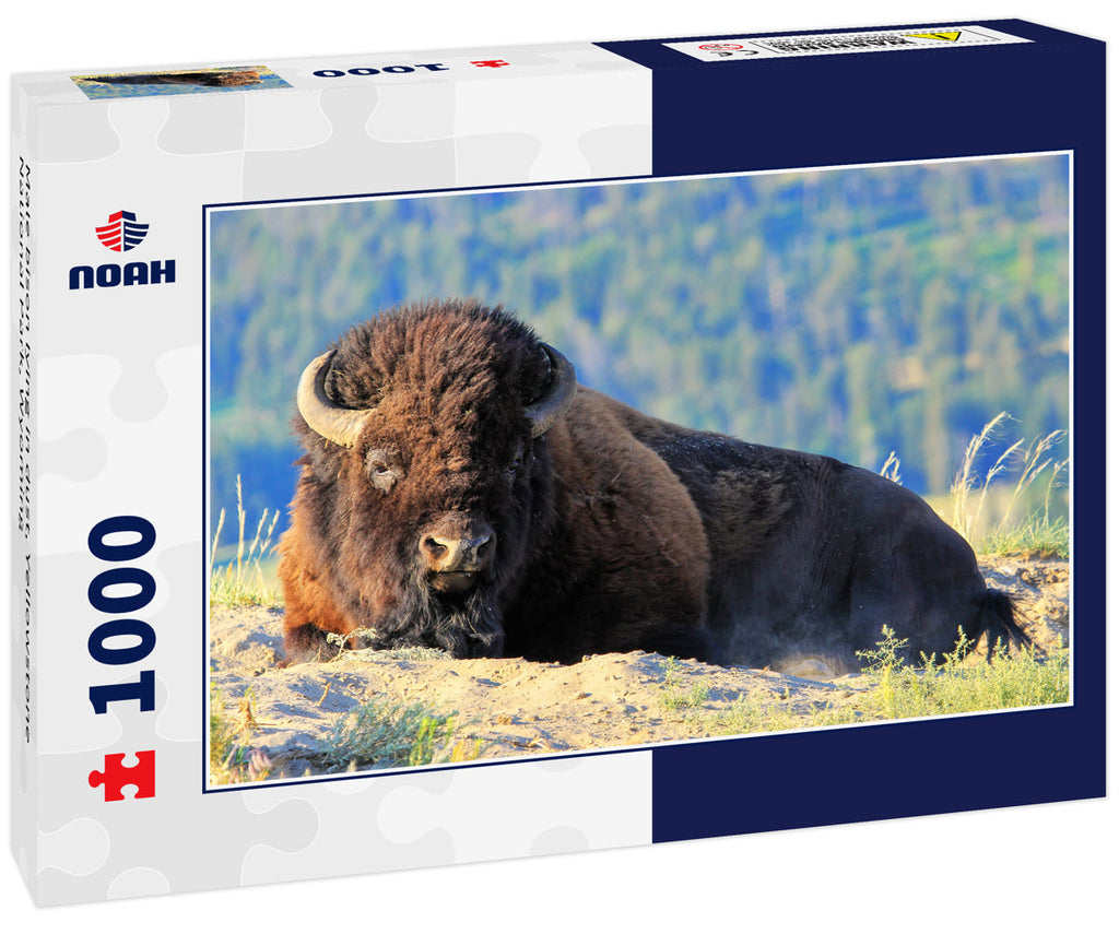 Male bison lying in dust, Yellowstone National Park, Wyoming 1000pc Puzzle