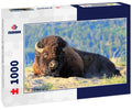 Male bison lying in dust, Yellowstone National Park, Wyoming 1000pc Puzzle