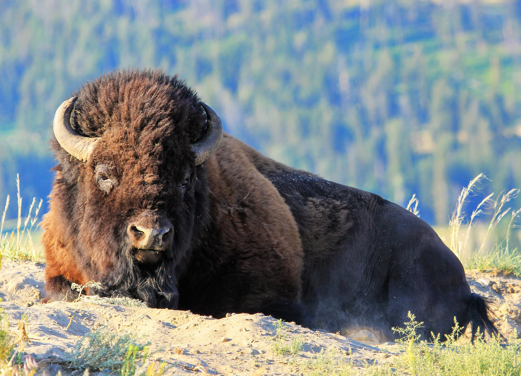 Male bison lying in dust, Yellowstone National Park, Wyoming 1000pc Puzzle