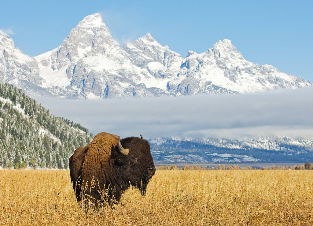 Bison in front of Grand Teton Mountain range with grass in foreground, Wyoming 1000pc Puzzle