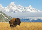 Bison in front of Grand Teton Mountain range with grass in foreground, Wyoming 1000pc Puzzle