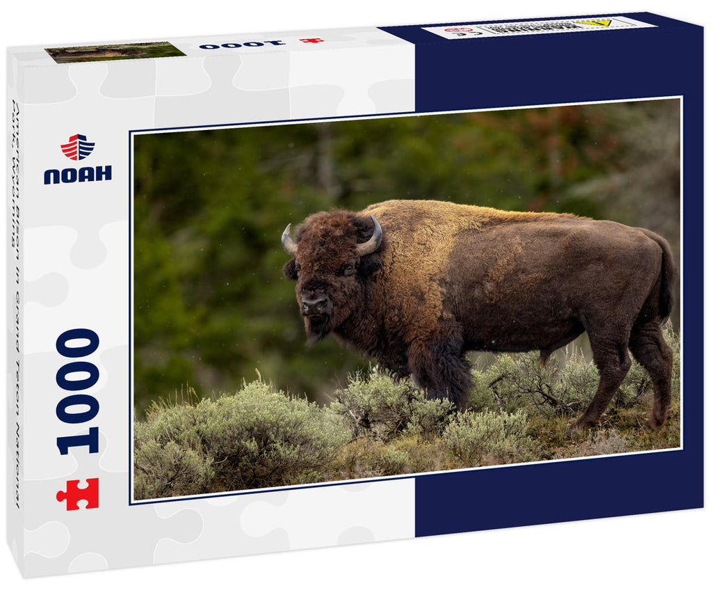 American Bison in Grand Teton National Park, Wyoming 1000pc Puzzle