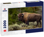 American Bison in Grand Teton National Park, Wyoming 1000pc Puzzle