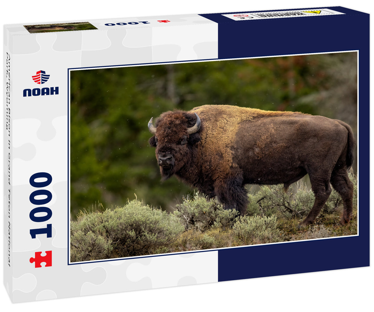 American Bison in Grand Teton National Park, Wyoming 1000pc Puzzle