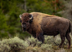 American Bison in Grand Teton National Park, Wyoming 1000pc Puzzle