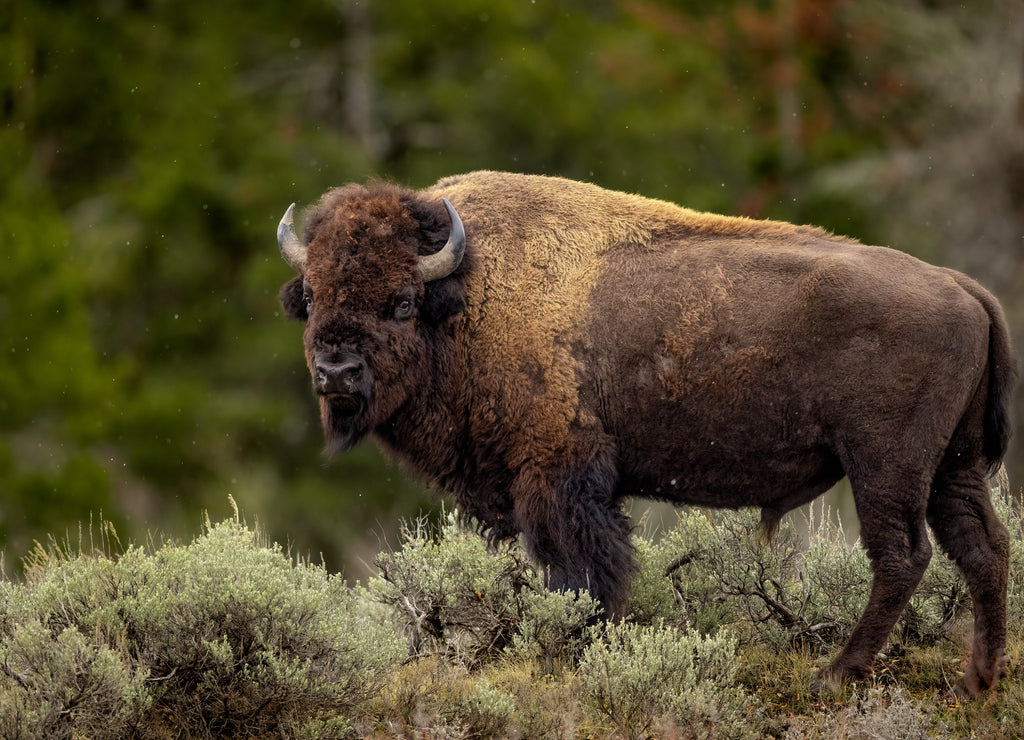 American Bison in Grand Teton National Park, Wyoming 1000pc Puzzle