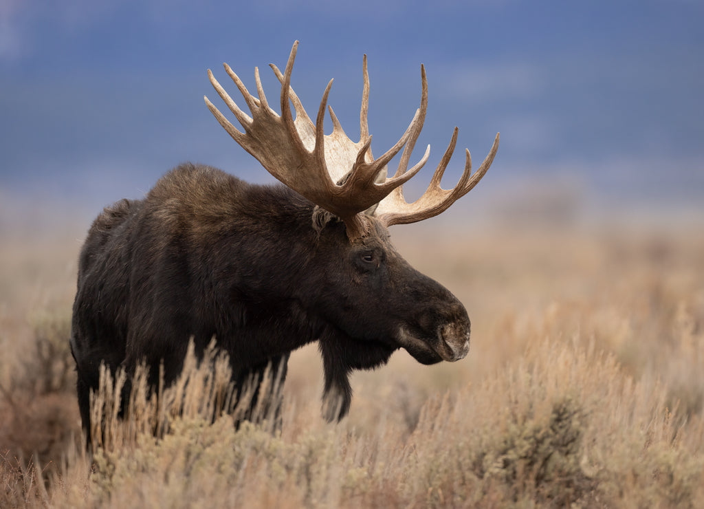 Moose in Grand Teton National Park, Wyoming 1000pc Puzzle