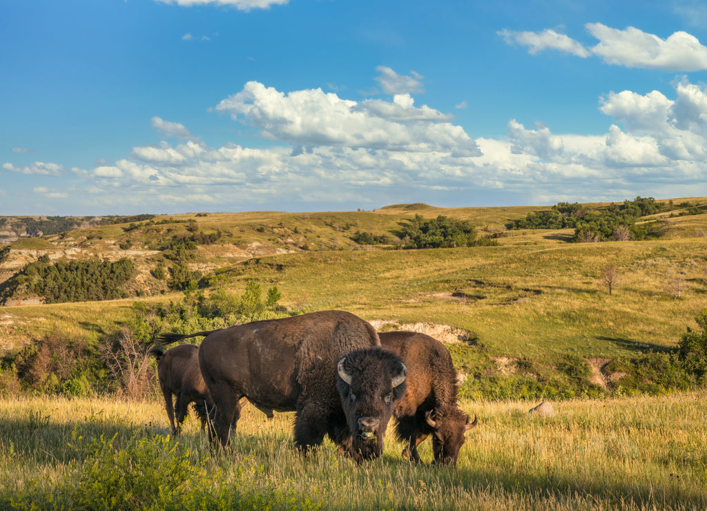 Bison in the Theodore Roosevelt National Park - North Unit - North Dakota Badlands - buffalo 1000pc Puzzle