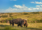 Bison in the Theodore Roosevelt National Park - North Unit - North Dakota Badlands - buffalo 1000pc Puzzle