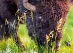 A wild bison grazes in Theodore Roosevelt National Park, North Dakota 1000pc Puzzle