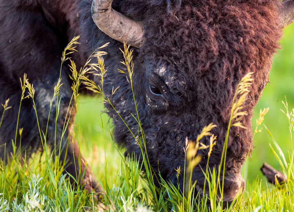 A wild bison grazes in Theodore Roosevelt National Park, North Dakota 1000pc Puzzle