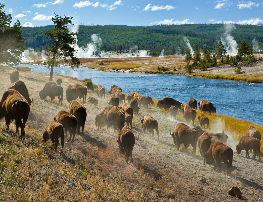A herd of bison moves quickly along the Firehole River in Yellowstone National Park, Wyoming, USA. 1000pc PuzzleBlack and White