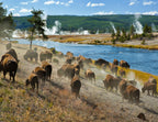 A herd of bison moves quickly along the Firehole River in Yellowstone National Park, Wyoming, USA. 1000pc PuzzleBlack and White