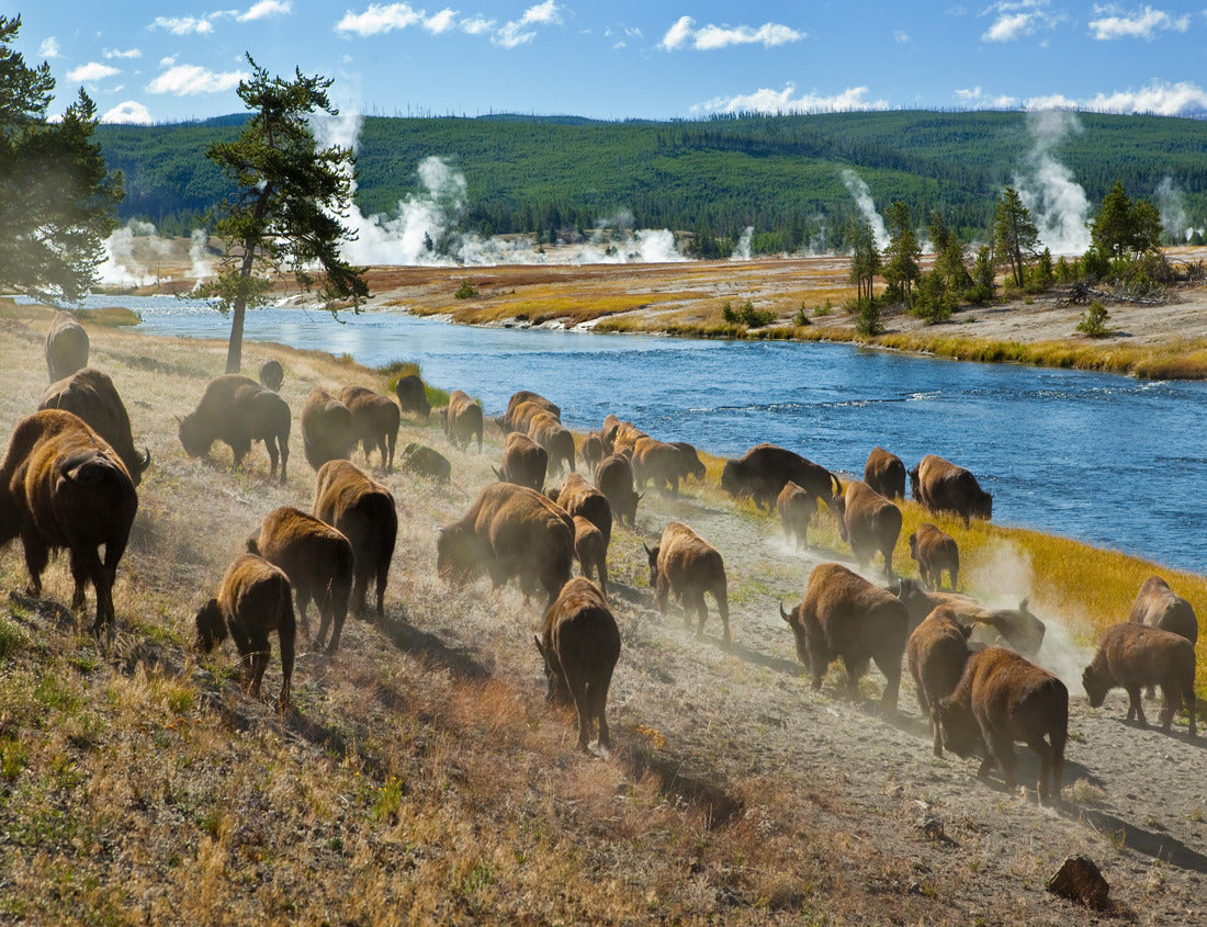 A herd of bison moves quickly along the Firehole River in Yellowstone National Park, Wyoming, USA. 1000pc PuzzleBlack and White