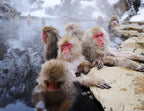 Japanese Snow Monkeys – 1000 Piece Black & White Wildlife Puzzle